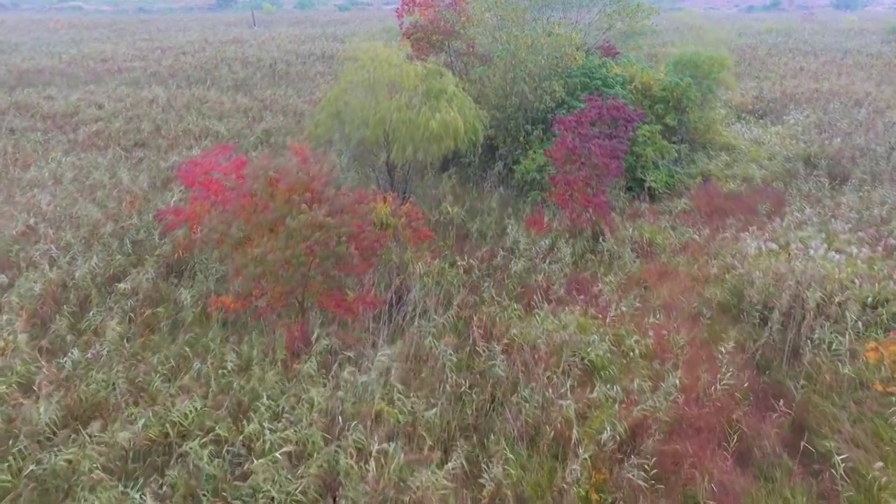 杭州南湖的秋天视频素材画面1