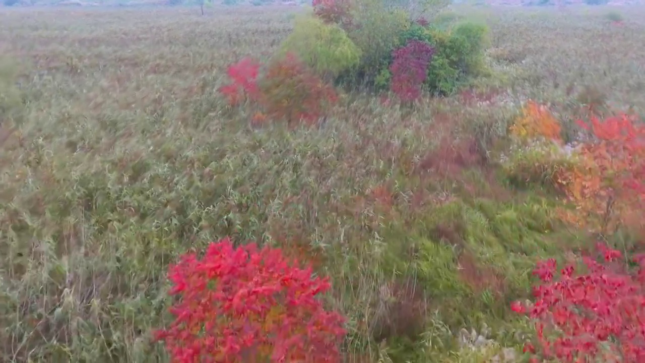 杭州南湖的秋天视频素材画面4