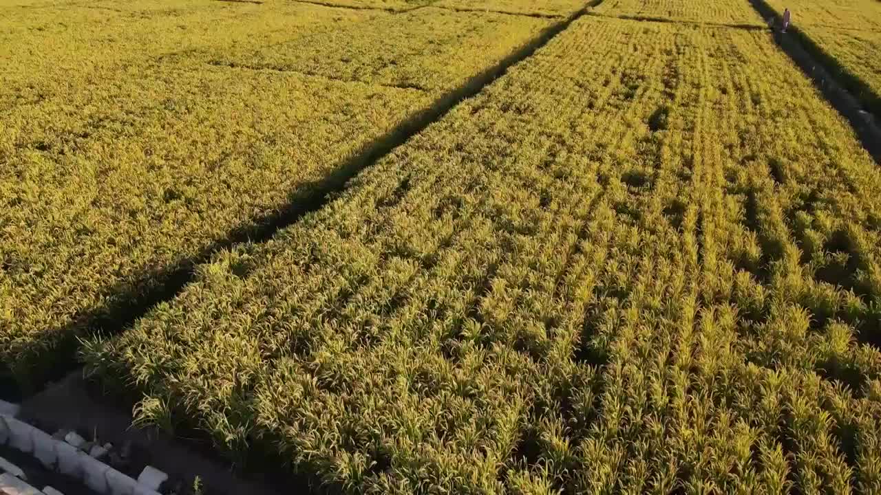 4K 秋天稻田小麦熟了航拍视频素材