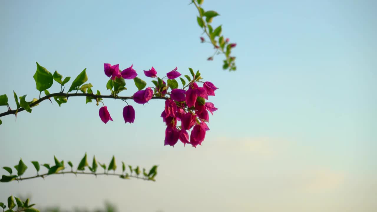 盛开的三角梅与芦苇视频素材