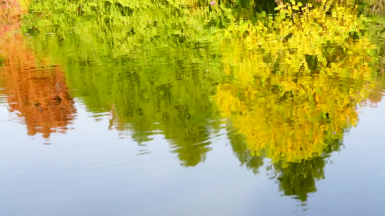 秋天湖面水面反射的色彩鲜艳和多色的树影视频素材