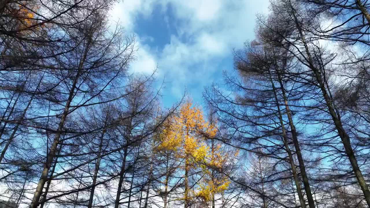 透过森林看蓝天白云和秋景视频素材