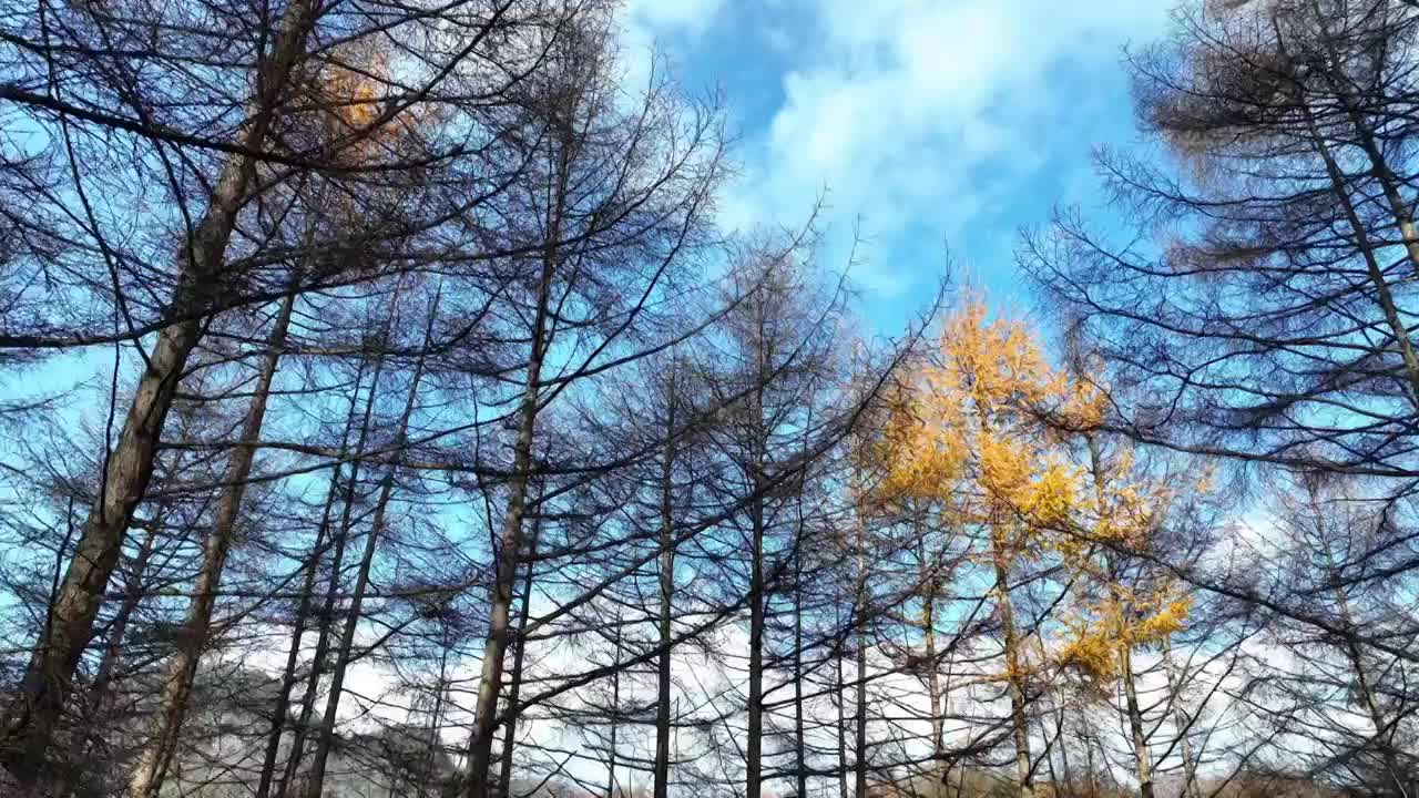 透过森林看蓝天白云和秋景视频素材