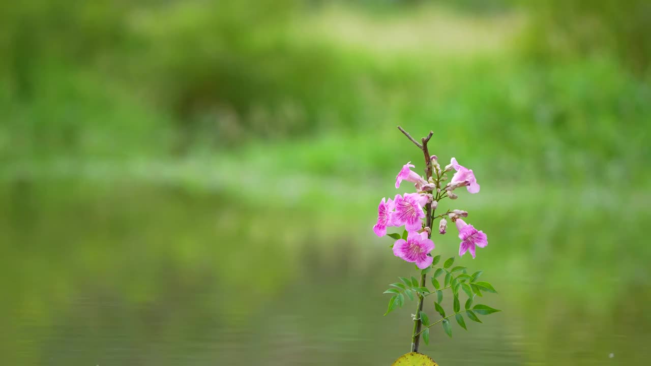 翠鸟跳水抓鱼视频素材