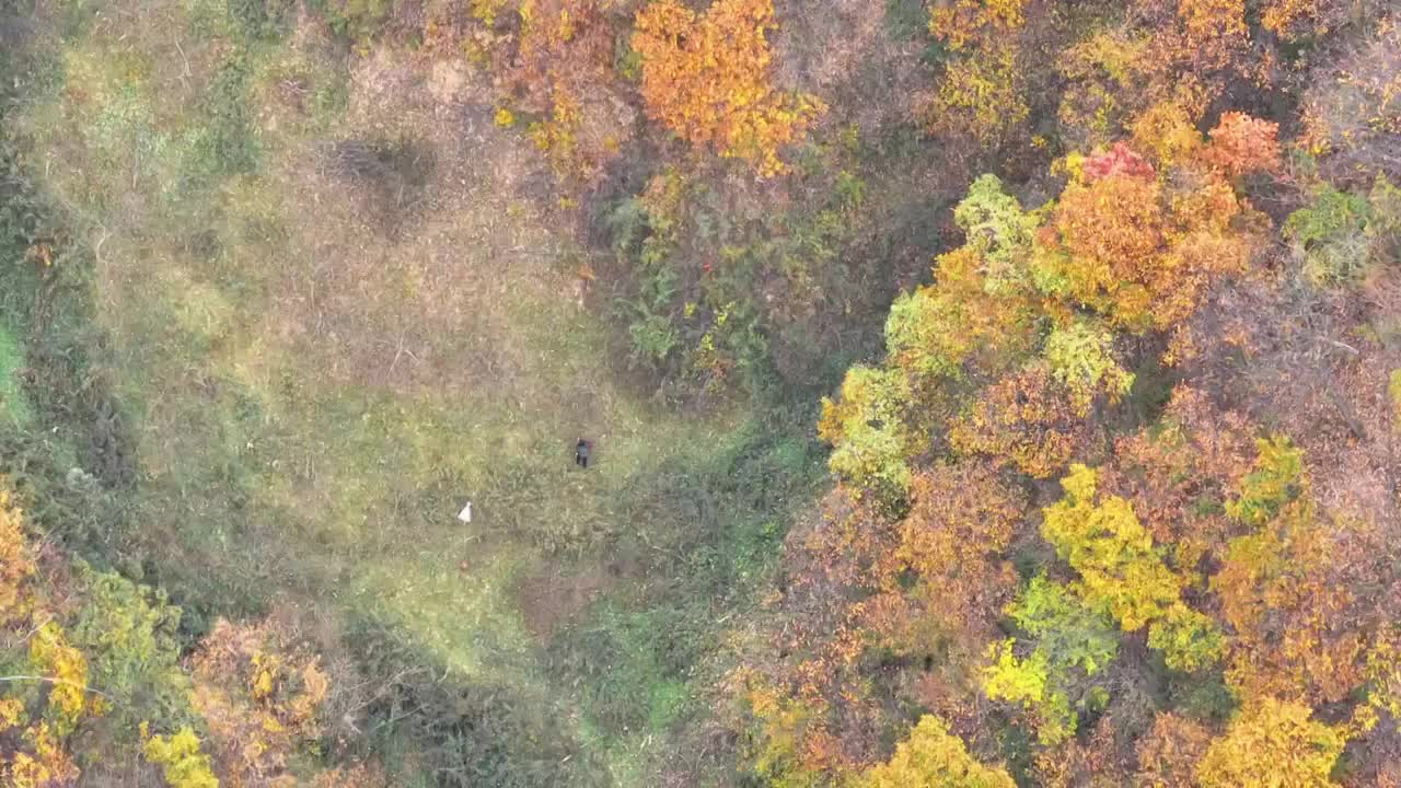 秋景中采摘野果的农妇视频素材