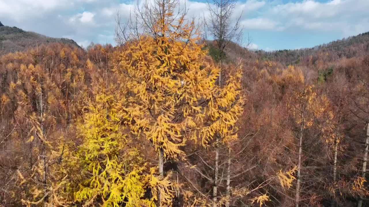 秋季森林中的小屋视频素材