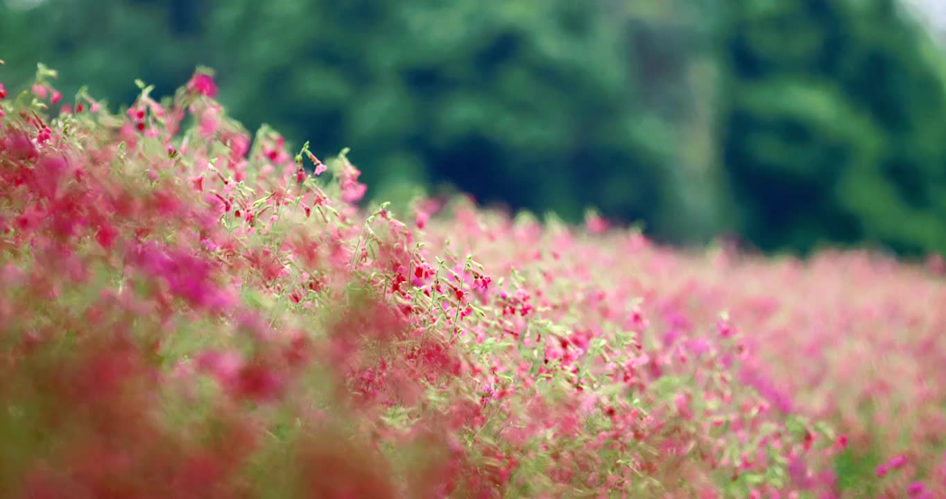 粉色的花视频素材