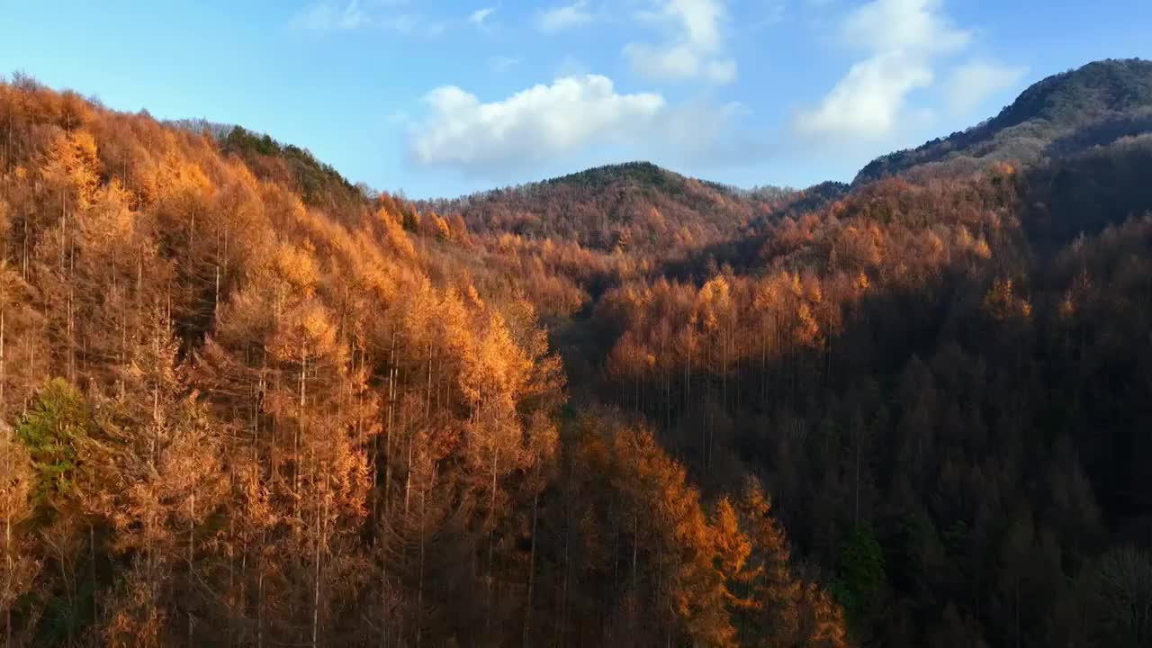 在落叶松山谷中飞向高山蓝天视频素材