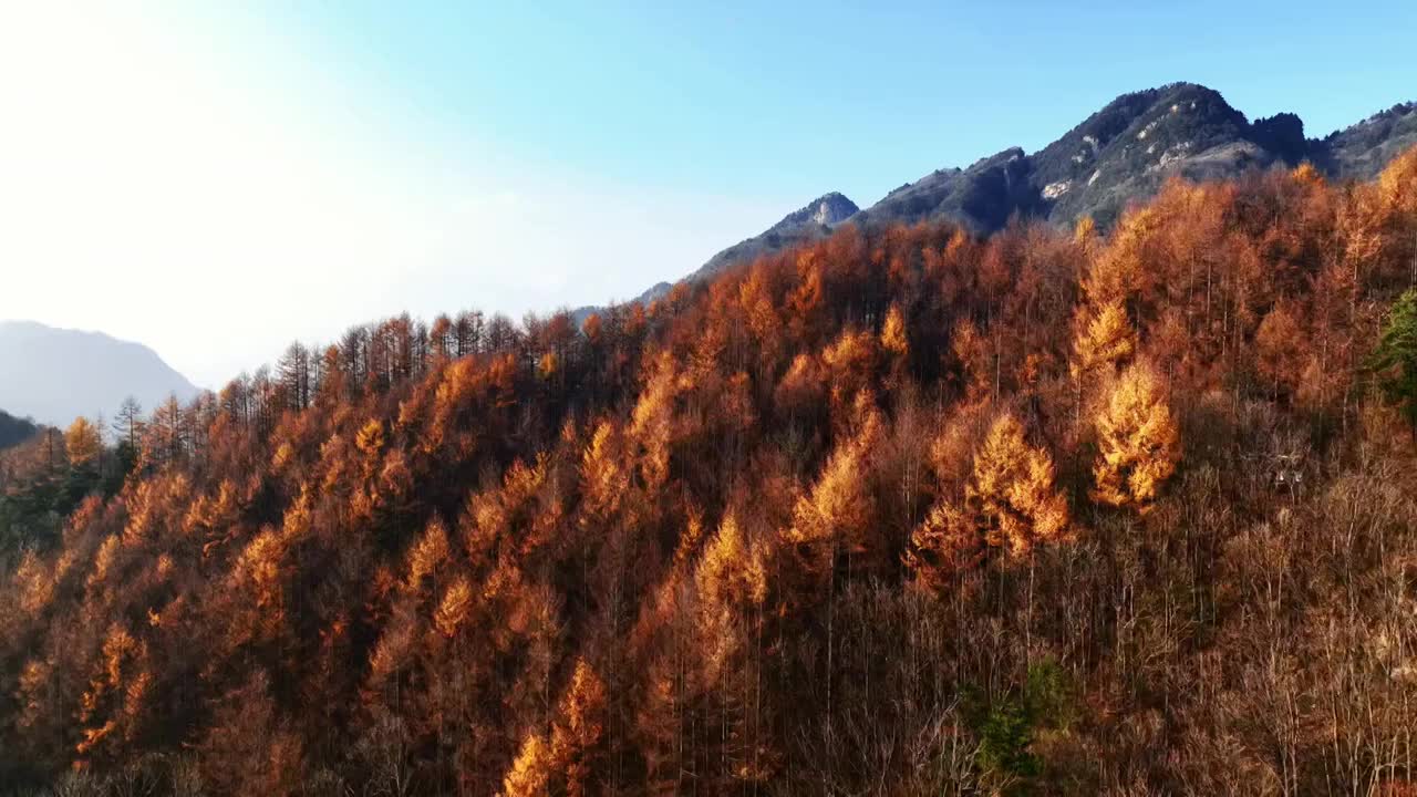 龙峪湾森林公园秋景航拍视频素材