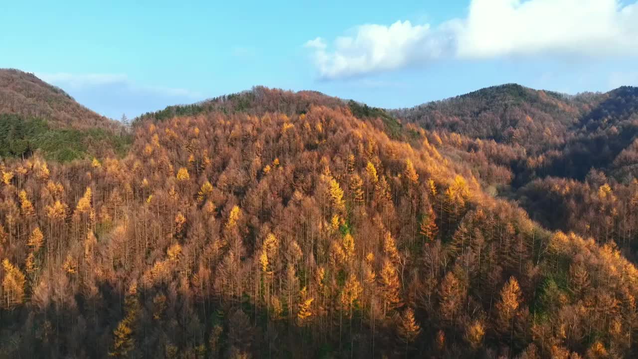 龙峪湾森林公园秋景航拍视频素材