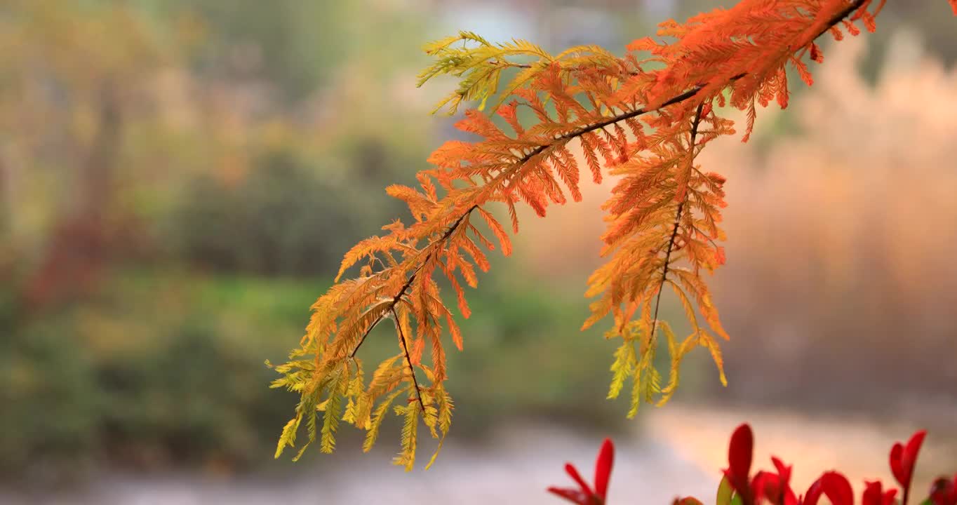 水杉秋色视频素材