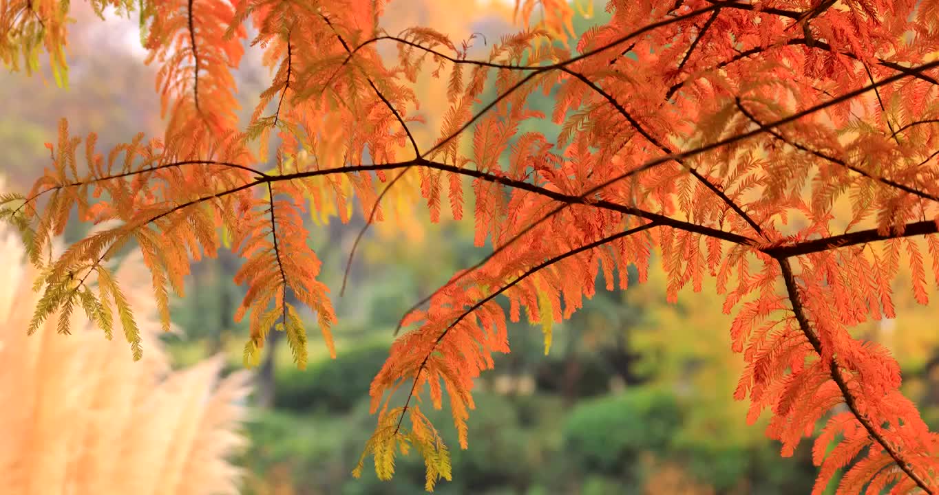 水杉秋色视频素材