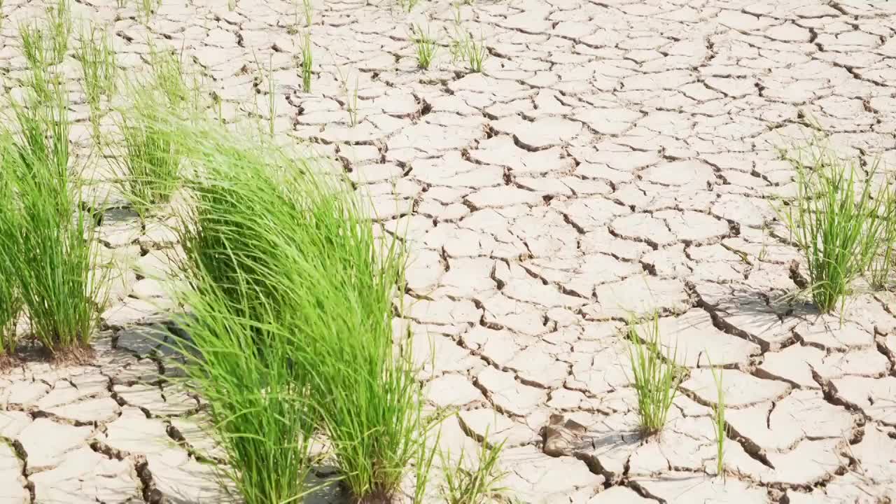 干旱干裂的河床土地视频素材