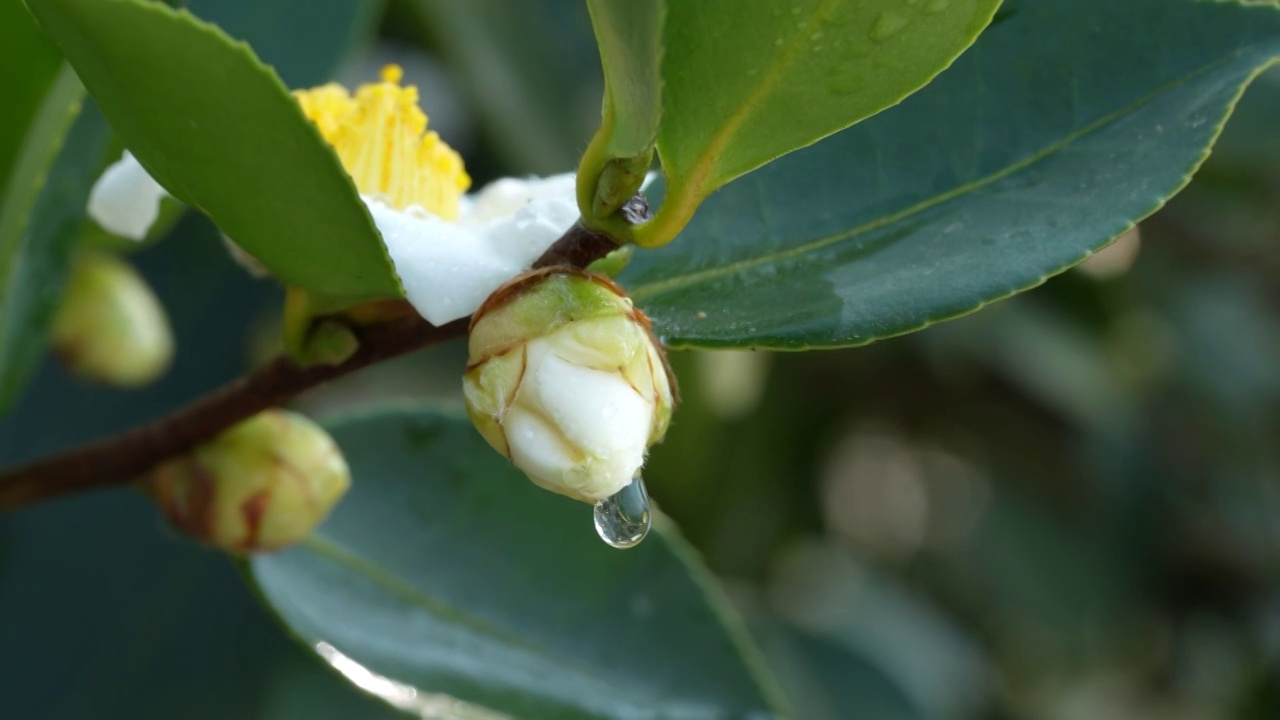 湖北恩施冬季油茶林花盛开视频素材