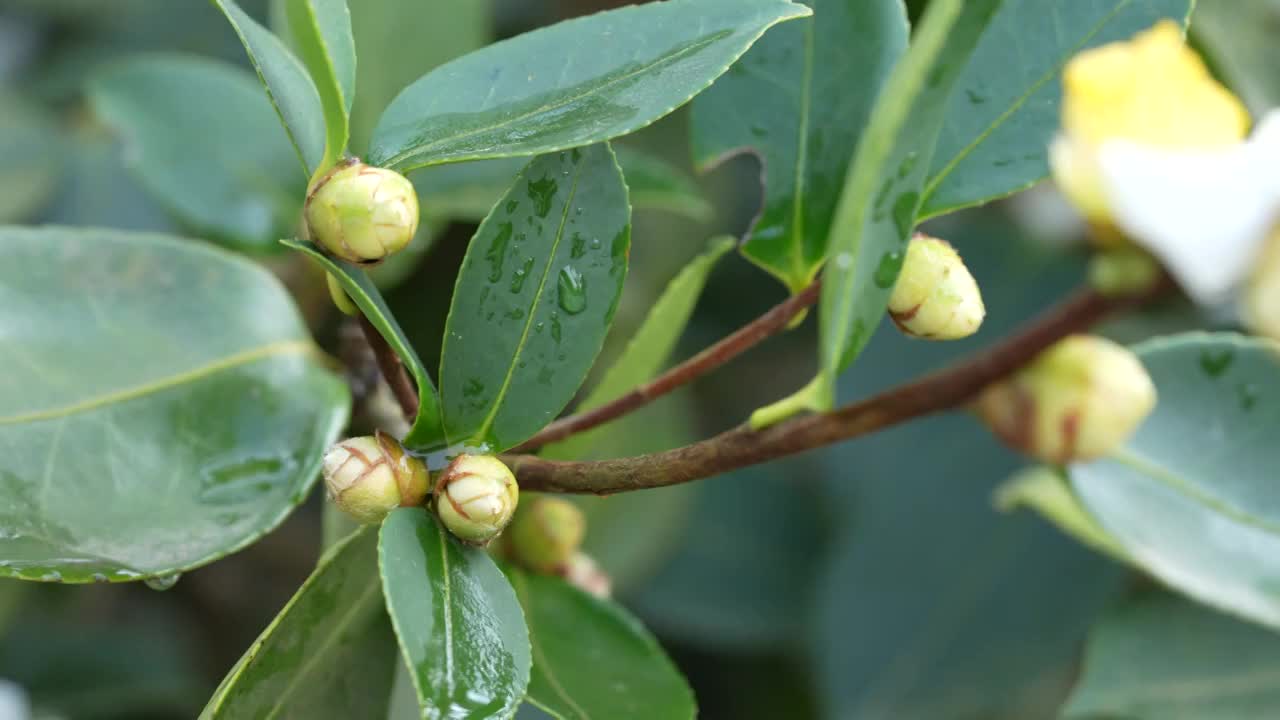 湖北恩施冬季油茶林花盛开视频素材