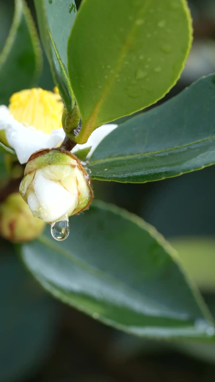 湖北恩施冬季油茶林花盛开视频素材