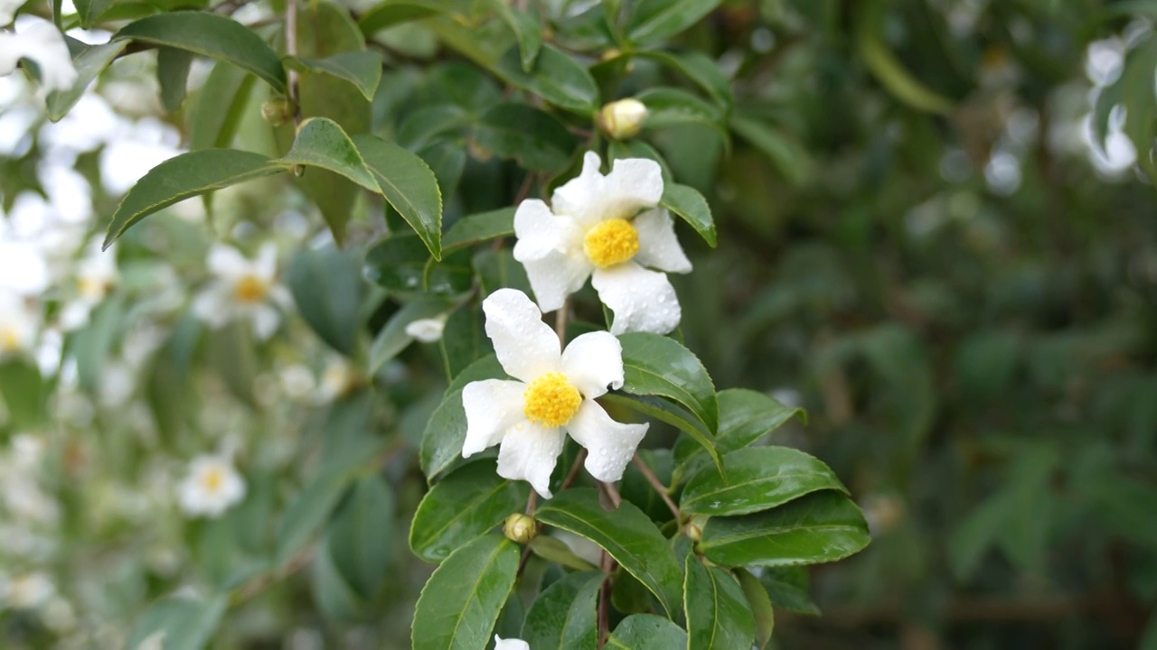 湖北恩施冬季油茶林花盛开视频素材