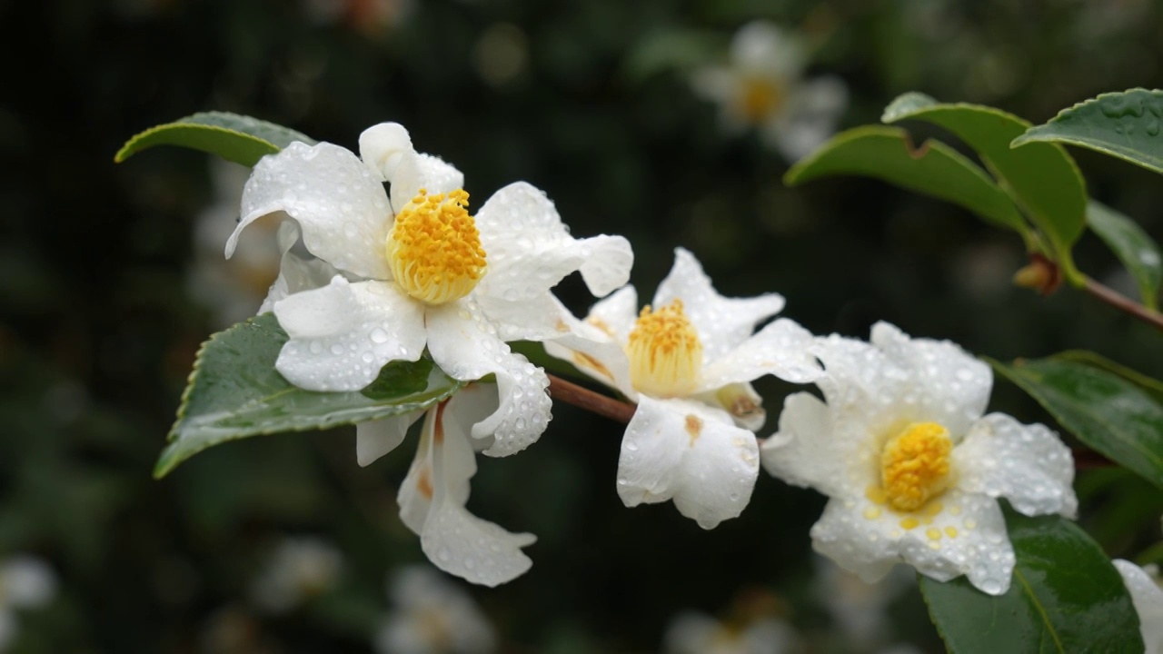 湖北恩施冬季油茶林花盛开视频素材