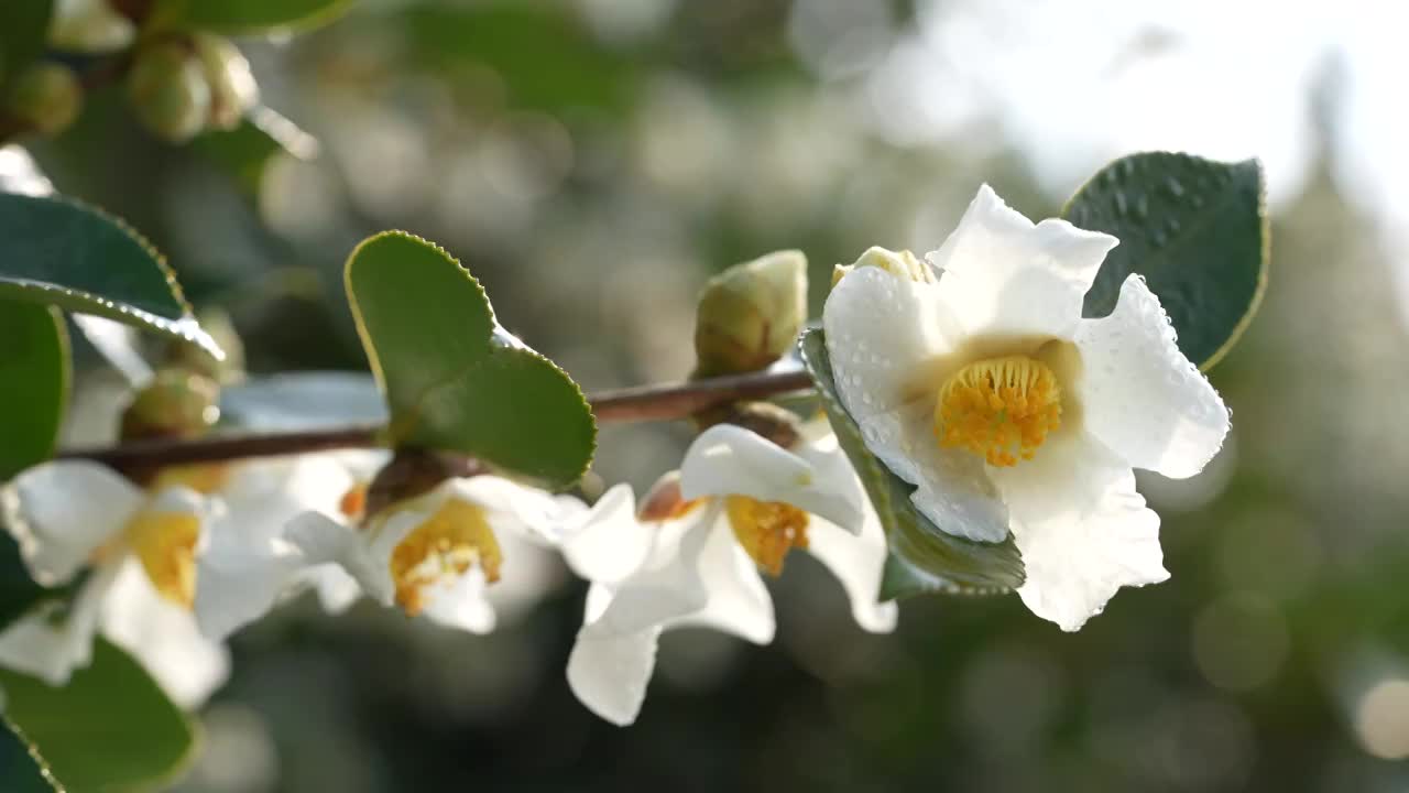 湖北恩施冬季油茶林花盛开视频下载