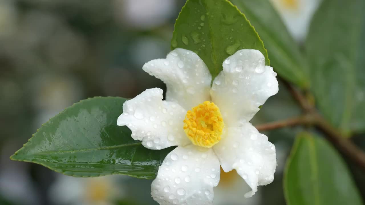 湖北恩施冬季油茶林花盛开视频素材