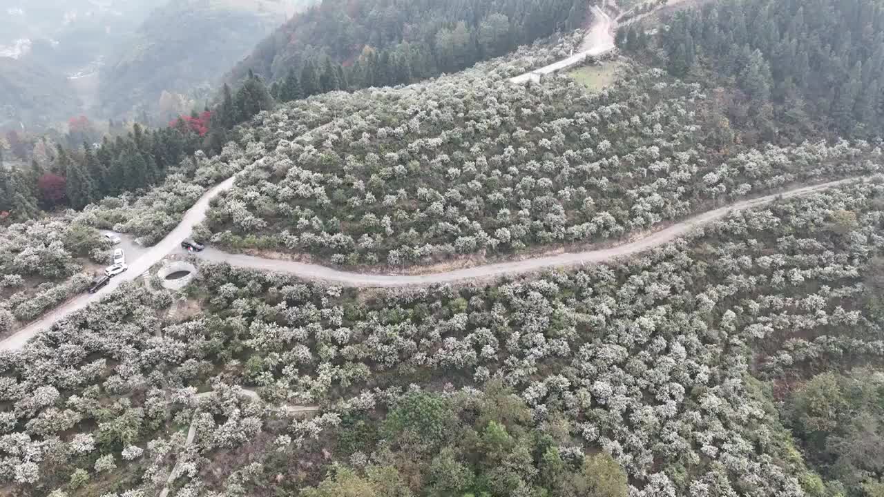 航拍湖北恩施万亩油茶高标准抚育示范林花开灿若雪花视频素材