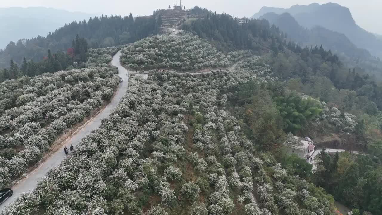 航拍湖北恩施万亩油茶高标准抚育示范林花开灿若雪花视频素材