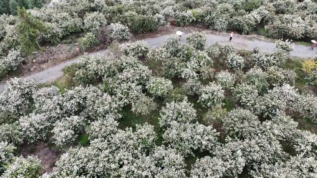 航拍湖北恩施万亩油茶高标准抚育示范林花开灿若雪花视频素材