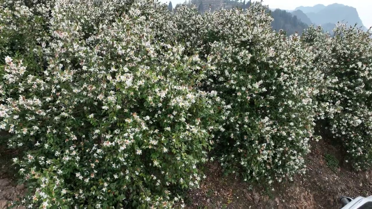 航拍湖北恩施万亩油茶高标准抚育示范林花开灿若雪花视频素材