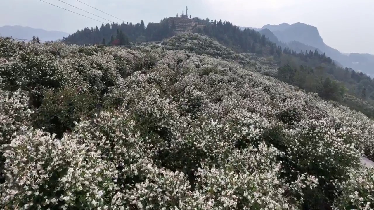 航拍湖北恩施万亩油茶高标准抚育示范林花开灿若雪花视频素材