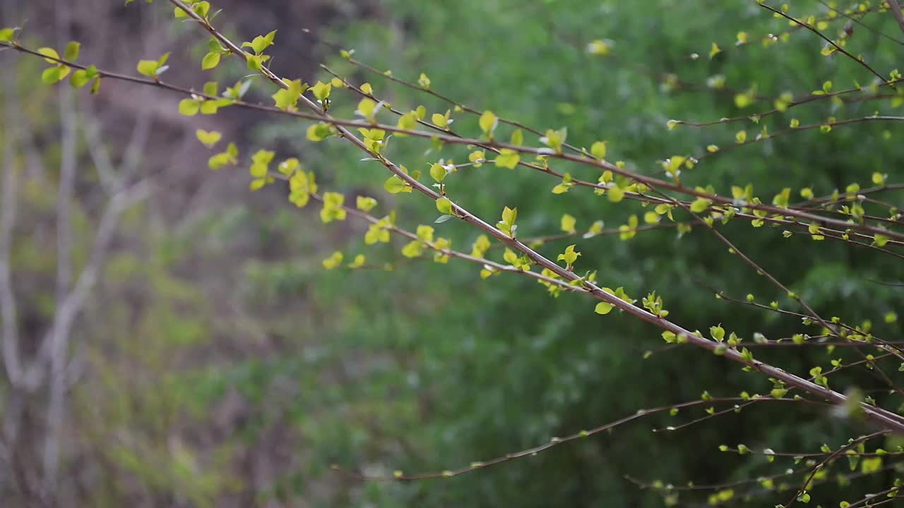 小树林视频素材