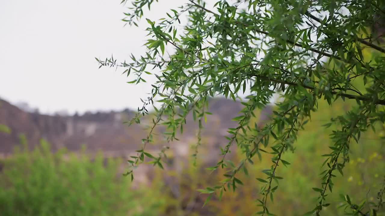 小树林视频素材