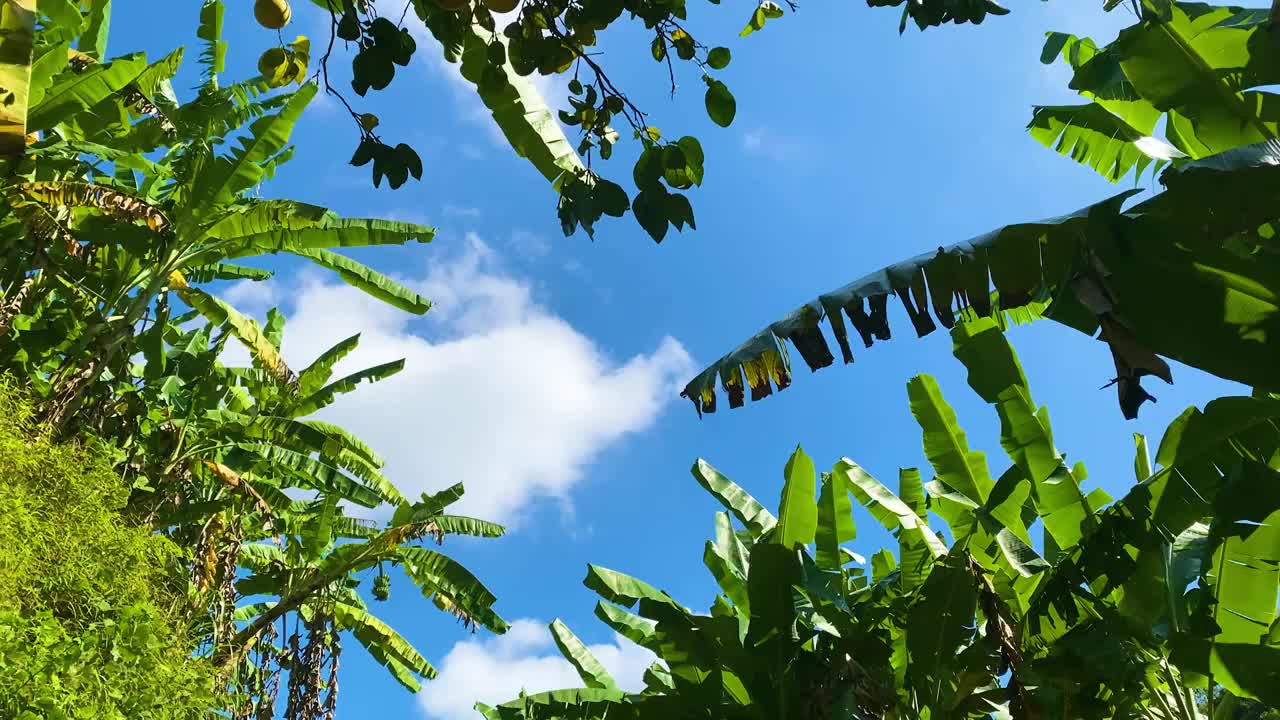 蓝天白云下的绿色香蕉林背景特写视频素材