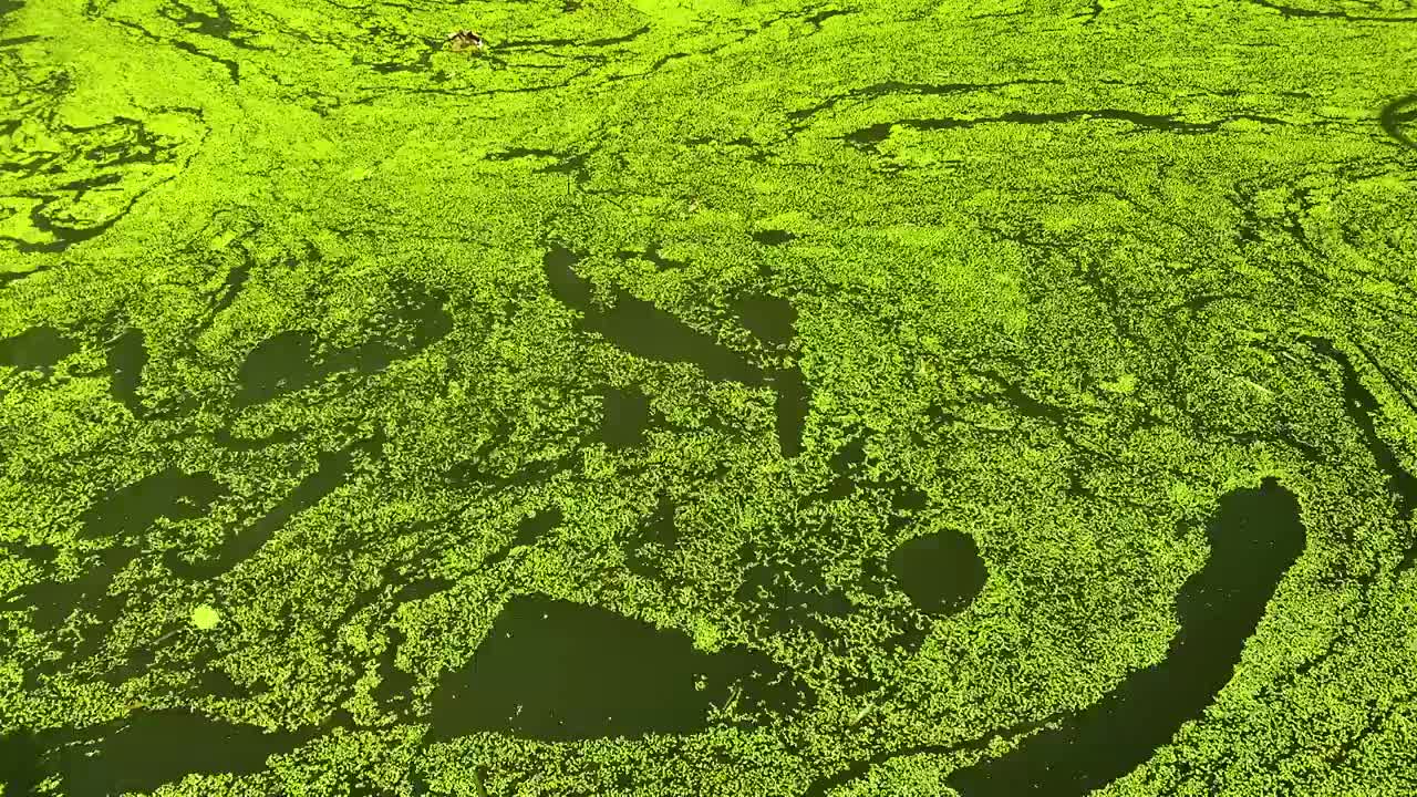 流水上的绿色水生植物水浮莲特写视频素材