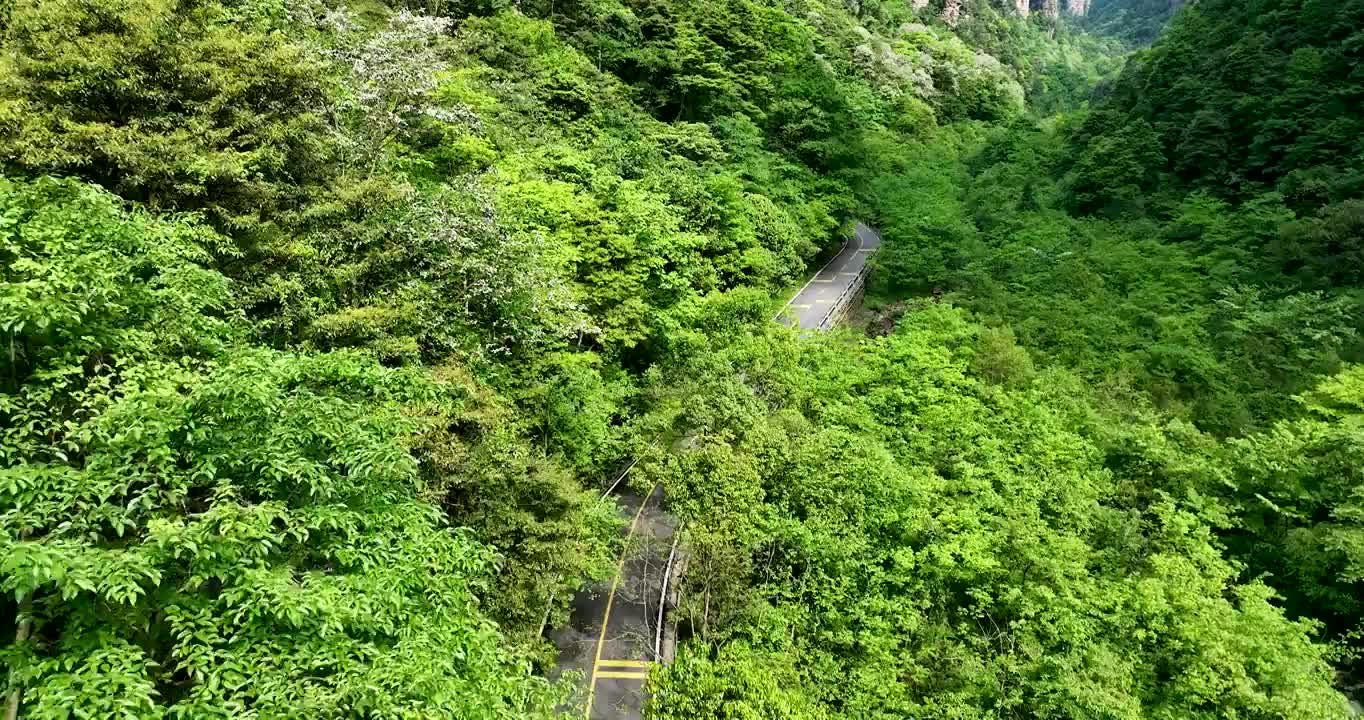 汽车在长满绿色森林的乡村高速公路上行驶视频素材