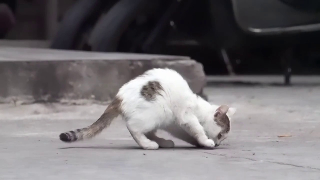 城市街头可爱流浪猫觅食捕捉镜头视频素材