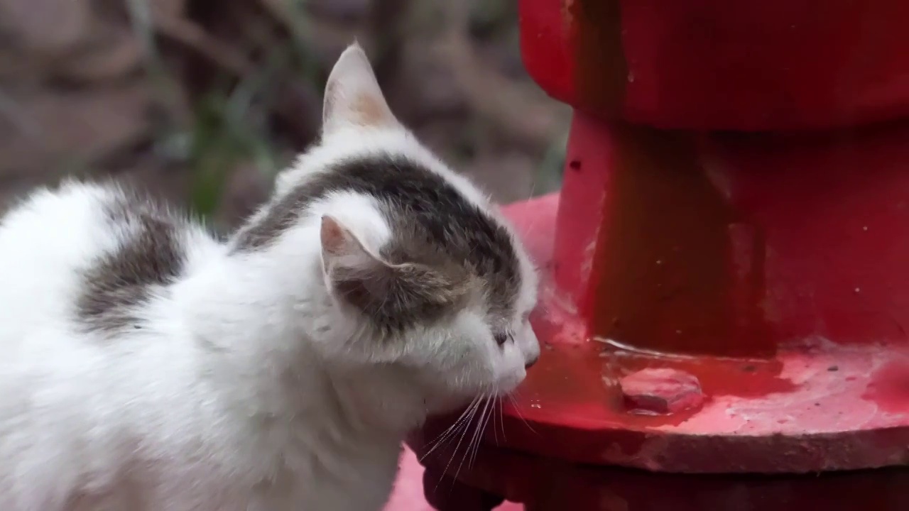 城市街头可爱流浪猫喝水捕捉镜头视频素材