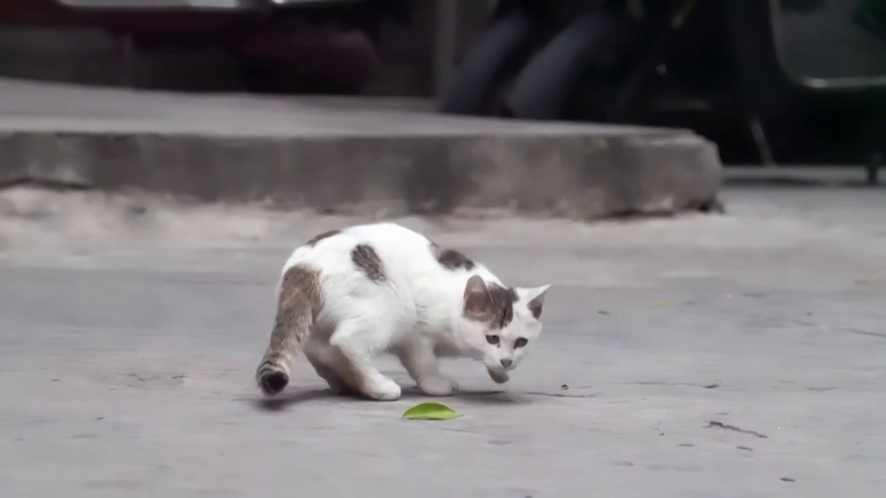 城市街头可爱流浪猫觅食捕捉镜头视频素材