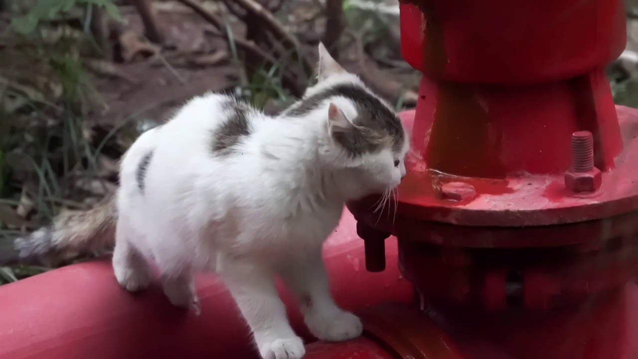 城市街头可爱流浪猫喝水捕捉镜头视频素材