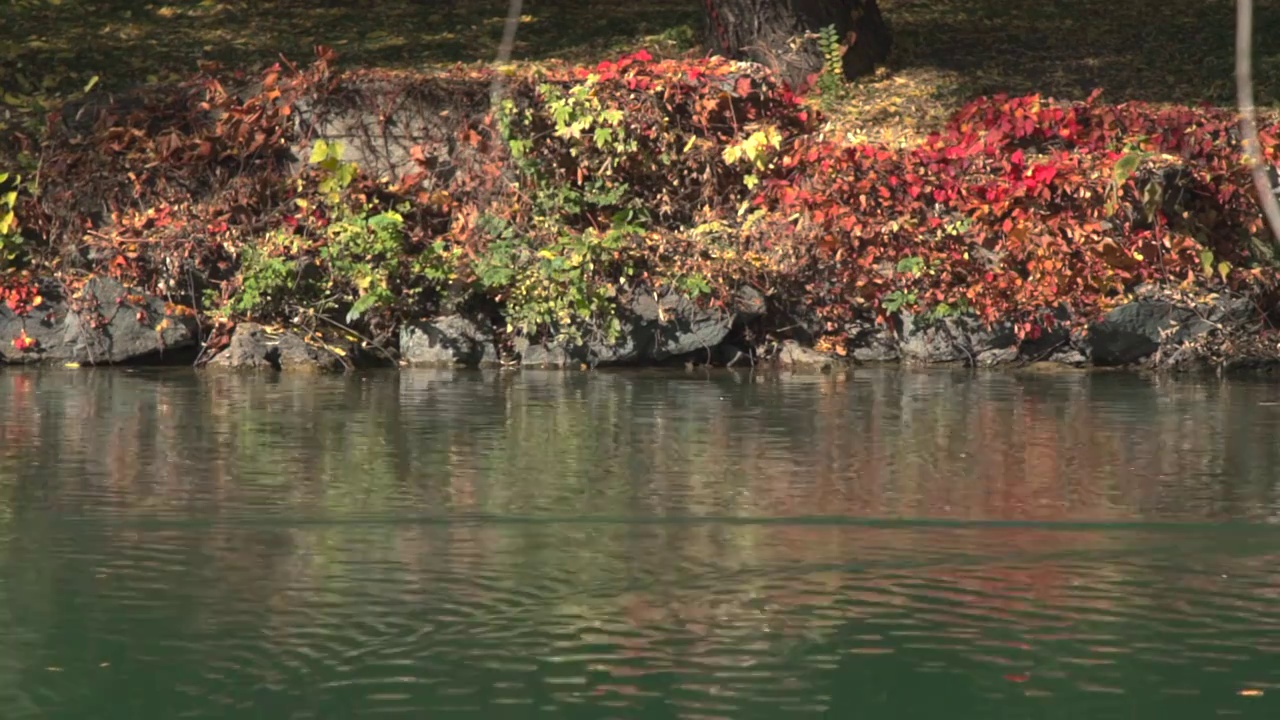 北京颐和园秋天风光视频素材