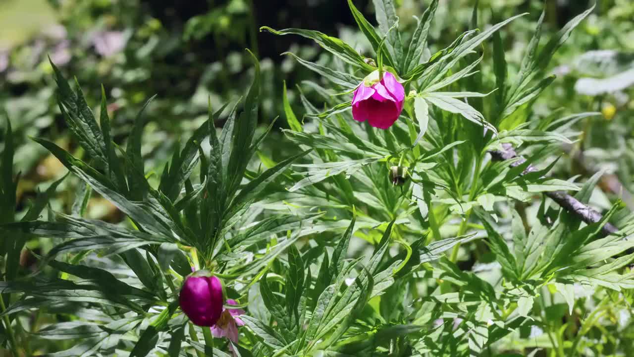 丛林里的川赤芍视频素材