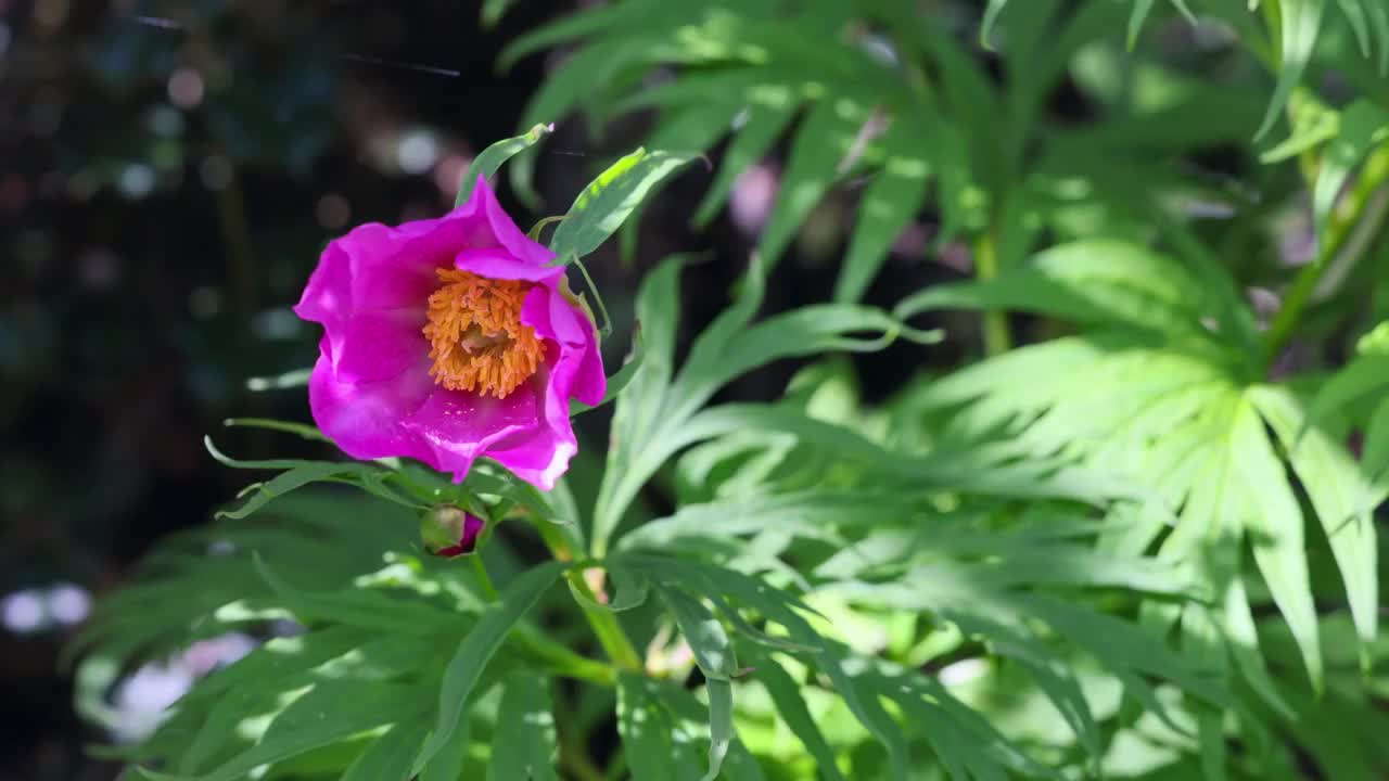 丛林里的川赤芍视频素材