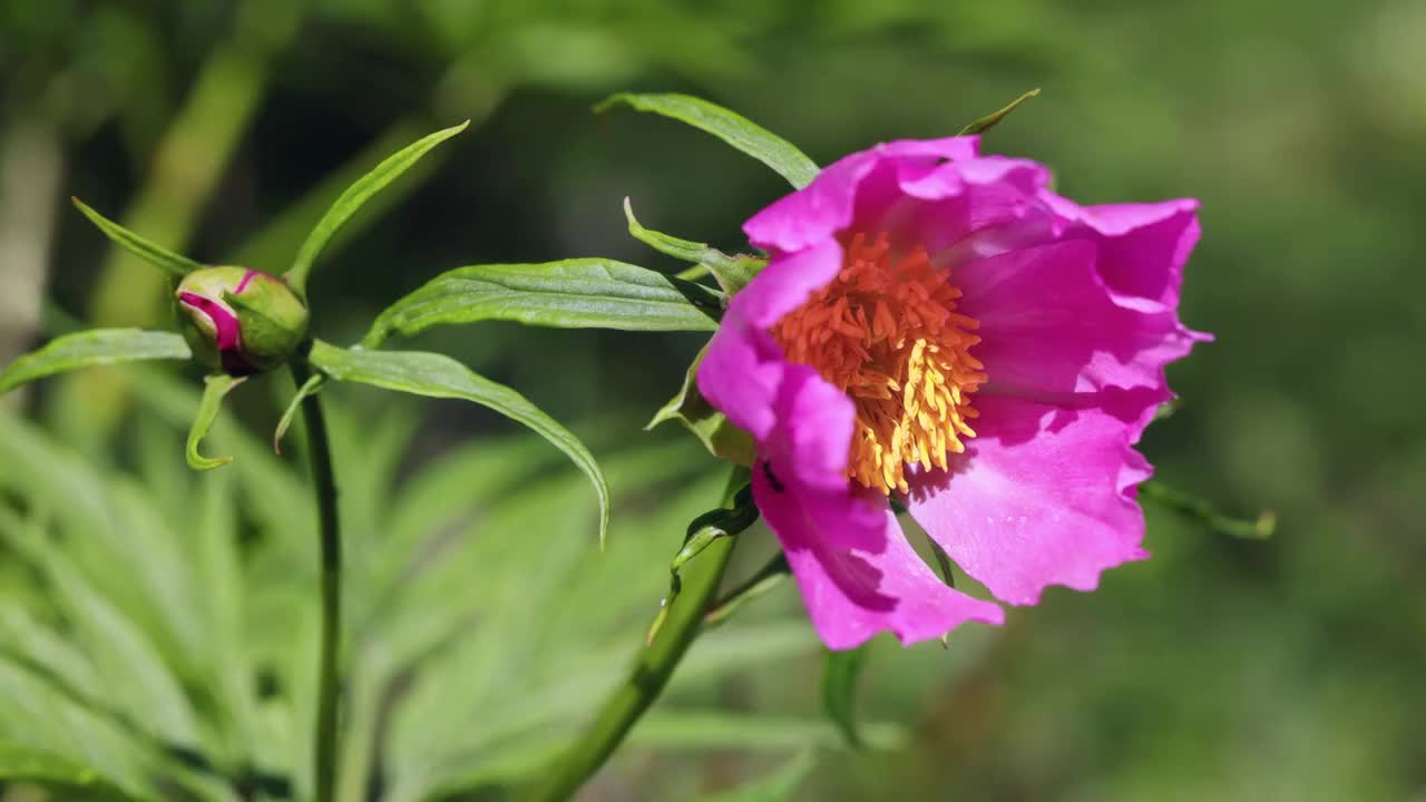 丛林里的川赤芍视频素材