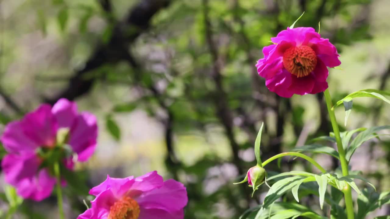 丛林里的川赤芍视频素材