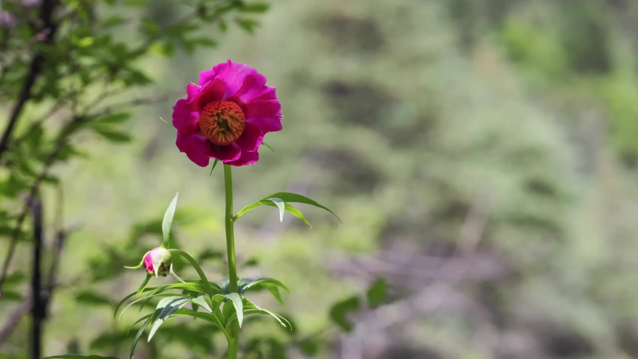 丛林里的川赤芍视频素材