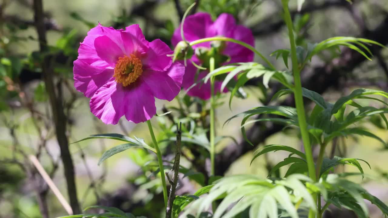 丛林里的川赤芍视频素材