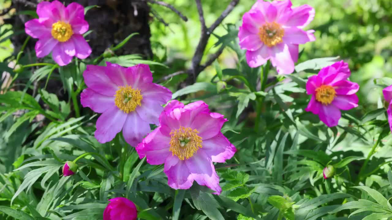 丛林里的川赤芍视频素材