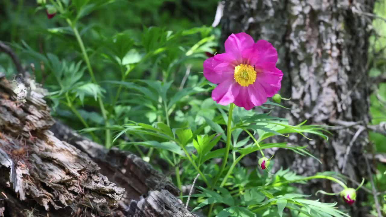 丛林里的川赤芍视频素材