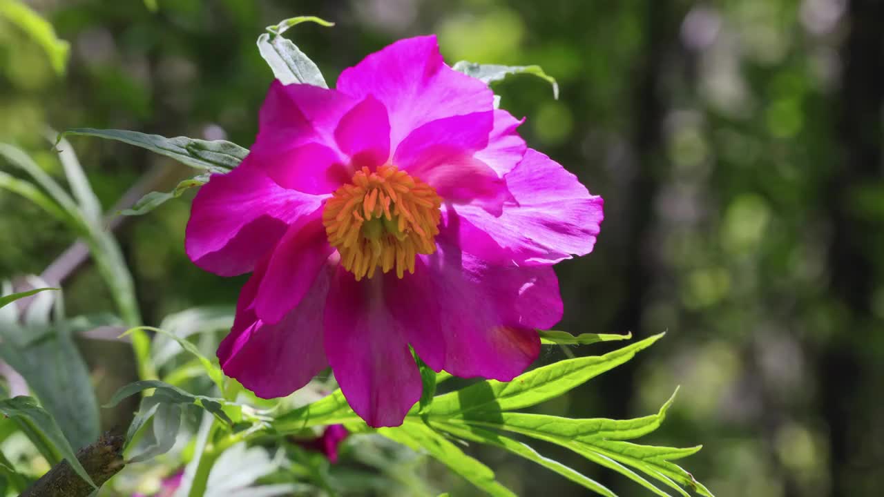 丛林里的川赤芍视频素材