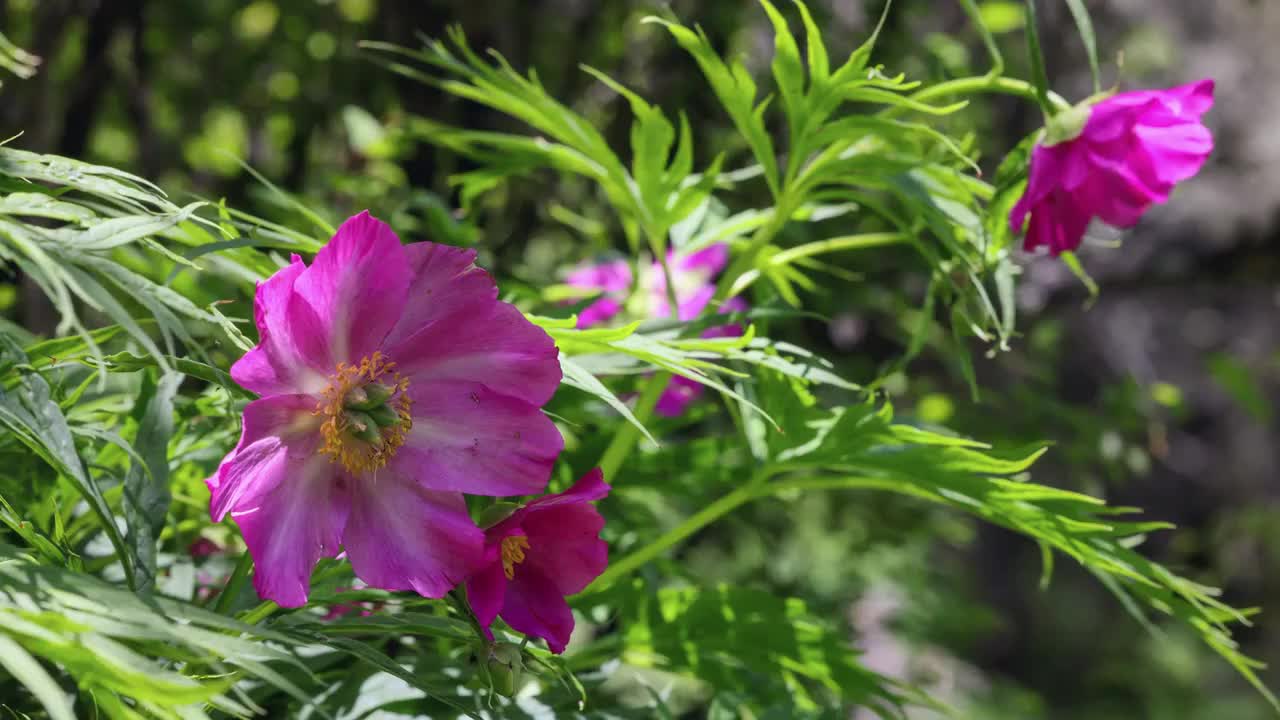 丛林里的川赤芍视频素材