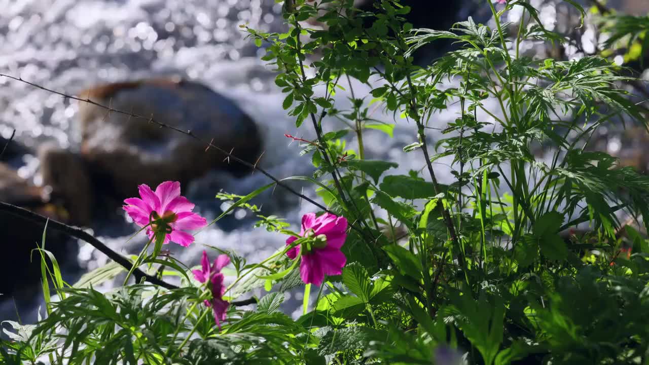 溪流边的川赤芍视频素材